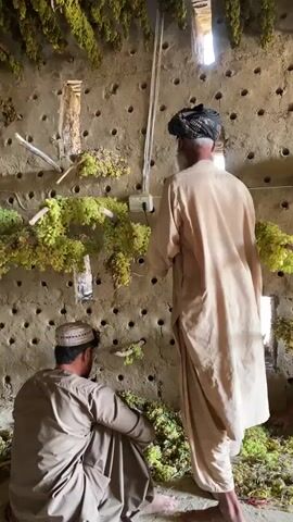 The video shows three men in a room with a textured, rough-hewn wall that has numerous round holes. Bunches of green grapes are hanging from the ceiling and from branches attached to the wall. Two men are in the foreground, one kneeling and the other standing. The kneeling man is wearing a light-colored tunic and a white and red patterned cap. He is looking down and appears to be working with the grapes on the floor. The standing man is wearing a light-colored robe and a dark head covering. He is facing away from the camera, looking towards the wall with the holes. A third man, partially visible on the right side of the frame, is also kneeling and working with grapes. The floor is covered with more grapes, and there are wooden beams supporting structures above. Light is coming from openings in the ceiling or upper walls. The overall impression is a space dedicated to the drying or storage of grapes.