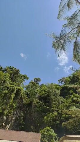 The video is an upward shot of a lush green hillside under a bright blue sky with scattered clouds. In the foreground, the tops of two buildings are visible. The building on the left has a reddish-brown corrugated metal roof. The building on the right has a white exterior and a light-colored roof. Pine branches are visible in the upper right corner of the frame, partially obscuring the sky. The hillside is covered in dense vegetation, including trees and vines, with a rocky cliff face visible on the left side. The camera appears to be stationary.