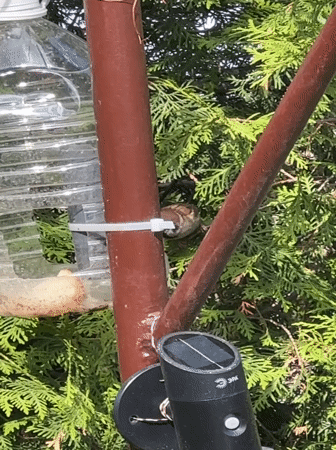 Domestic Life and Backyard Wildlife Documented in Minsk