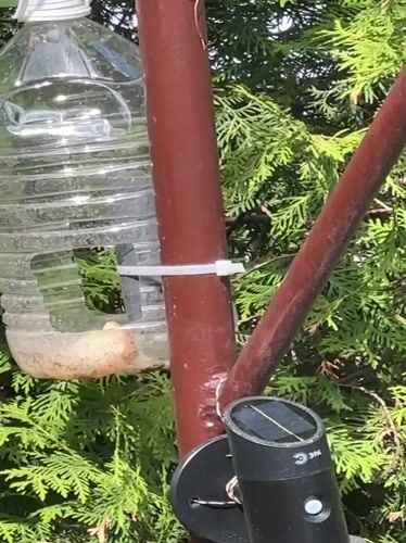 Domestic Life and Backyard Wildlife Documented in Minsk