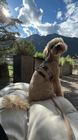 The video is a close-up shot of a fluffy, light brown poodle mix dog sitting on a large, light-colored cushion. The dog is wearing a grey harness with brown straps and is facing away from the camera, looking towards a mountainous landscape under a cloudy blue sky. The background shows trees, planters, and a wooden deck, suggesting an outdoor setting, possibly a patio or balcony. The sunlight is bright, casting shadows and creating a warm, natural light. The dog's tail, also fluffy and light brown, rests on the cushion. The camera is positioned at the dog's eye level or slightly lower.