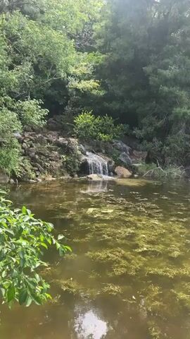 A tranquil pond is visible in the foreground, its surface covered in a layer of green algae and aquatic plants. A small waterfall cascades down a rocky incline in the mid-ground, feeding into the pond. Lush green trees and foliage surround the scene, creating a dense, natural environment. The lighting suggests a bright, possibly overcast day, with sunlight filtering through the leaves. There are no people or animals visible in the frame. The overall impression is one of a serene, natural landscape.