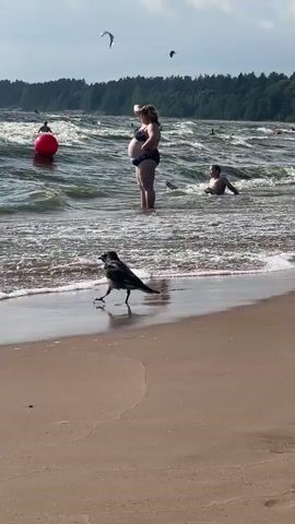 The video shows a beach scene in Solnechnoye, Russia. In the foreground, a crow walks along the wet sand at the water's edge, occasionally dipping its beak into the shallow water. In the background, a pregnant woman in a bikini stands in the choppy waves, holding her hand to her forehead. Further out in the water, other beachgoers can be seen, along with a large red buoy and several kitesurfers in the distance. The weather appears to be sunny with a cloudy sky, and the sea is rough with significant waves. The overall mood is one of a typical summer day at the beach, with people enjoying the water despite the rough conditions. There is no visible text in the video.