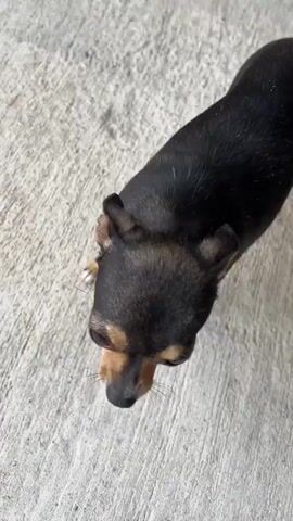 This is a close-up, overhead shot of a small black and tan Chihuahua dog being petted by a person's hand. The dog is standing on a gray concrete surface. The dog's head is turned towards the camera, and its eyes are partially closed as it enjoys being petted. The person's hand is gently stroking the dog's head. A dark-colored shoe, possibly a Croc-style sandal, is visible on the person's foot, partially underneath the dog. The concrete surface appears to be outdoors, as indicated by the texture and the lighting, suggesting it could be daytime. The overall tone is affectionate and relaxed, capturing a moment of connection between a person and their pet. There is no visible text in the media.