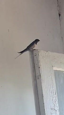 A bird with a dark head and a long forked tail is perched on the top edge of a white painted, wooden window frame. The wall behind the frame is also white. The camera angle is low, looking up at the bird. The focus appears to be on the bird, making the wall and frame slightly less sharp.