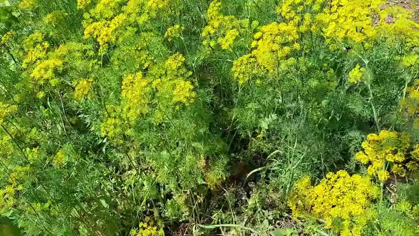The video shows a close-up, slightly shaky shot of a dense patch of flowering dill plants. The dill plants are tall with feathery green leaves and clusters of small yellow flowers at the top. The flowers are abundant and create a bright yellow canopy over the greenery. The background is slightly out of focus but appears to be a garden or natural outdoor setting with dirt and other foliage visible. The lighting suggests it is daytime. There are no people or animals visible in the video. The camera movement is subtle, with a slight panning motion and some up-and-down movement, giving the impression of someone holding the camera and walking or standing very close to the plants.