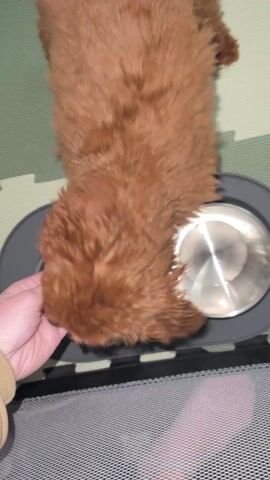 The video shows a brown poodle mix being placed near a set of two empty stainless steel dog bowls on a black plastic base. The bowls are on a padded green and tan floor mat with a black and white playpen around the edge. A person in a beige jacket puts the dog down near the bowls. The dog walks around for a second, then is petted by a person with purple fingernails.