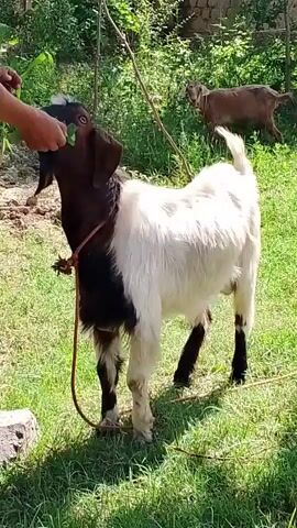 A person's hand is offering a leaf to a brown and white goat standing on grass. The goat is tethered by a rope around its neck. Another brown goat is visible in the background, walking away. The scene is outdoors with green foliage and sunlight.