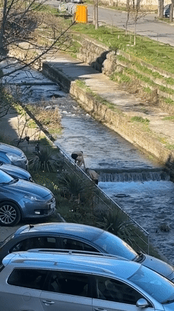 Two men play in shallow canal near Sliven street