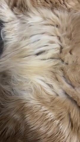 The video shows a close-up of a person's hand gently stroking a dog's fur. The fur is thick and golden brown, with lighter strands mixed in. The hand moves slowly through the fur, parting it to reveal the texture underneath. The lighting is soft and warm, creating a cozy atmosphere. The overall impression is one of gentle interaction and comfort.