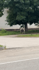 Stray dogs interact on an urban grass strip