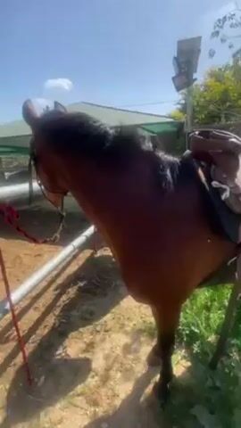 The video shows a brown horse being fed grass in an outdoor setting. The horse is standing in a sandy area next to a grey metal fence. A person's hand is visible, holding a bunch of green grass and feeding it to the horse. The horse has a white blaze on its face and is wearing a bridle. The background includes a green, partially covered structure, some trees, and a blue sky. There are flies buzzing around the horse.