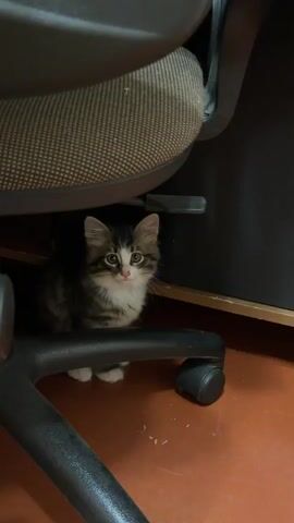 A small tabby and white kitten is sitting on the base of a black office chair. The kitten is looking at the camera with wide eyes. The chair is on a reddish-brown floor. The background is dark and out of focus, but appears to be an indoor setting with some furniture. The kitten then turns its head and begins to groom itself.