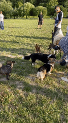People and dogs on a sunny afternoon in Otradnoye park