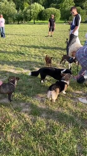People and dogs on a sunny afternoon in Otradnoye park