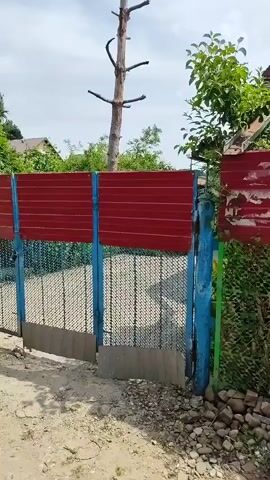 The video shows a partially opened metal gate with blue posts and red corrugated metal sheeting. Behind the gate, a chain-link fence is visible. A tall, dead tree trunk with several branches sticks out above the gate and fence. Green foliage and houses can be seen in the background. The gate is located on a dirt path. The sky is cloudy.
