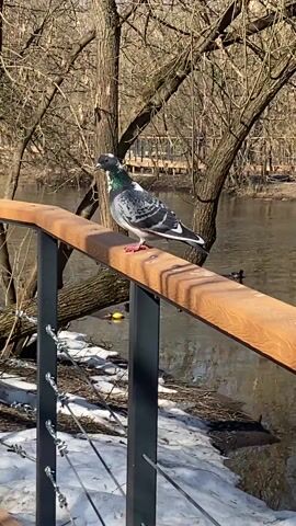 A pigeon is captured in a close-up shot, perched on a light brown wooden railing. The pigeon has a striking plumage of grey, white, and black, with a distinctive iridescent green sheen on its neck and head. Its feet are a noticeable reddish-pink.

The bird is initially facing towards the left side of the frame, then turns its head to look over its right shoulder, and subsequently rotates its entire body to face away from the camera, with its back visible. It then turns back to its original position, facing left. Its movements suggest it is observing its surroundings.

In the background, a body of water, possibly a river or canal, flows beneath the railing. The banks of the water are lined with bare trees, indicating a season like late winter or early spring. Patches of snow and ice are visible on the ground adjacent to the railing, reinforcing the seasonal context. A few ducks can be seen swimming in the water. The scene is brightly lit by what appears to be a sunny day. The video includes natural sounds of birds chirping and cooing.