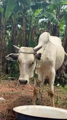 The video shows a light-colored bull standing in an outdoor environment with banana trees in the background. The bull is tethered with rope around its horns and neck. It is standing in an area with dirt, dry leaves, and small branches. There is a white basin visible in the foreground. The bull is eating some of the branches on the ground.