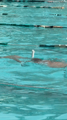 Early morning swimming session observed at Nha Trang pool facility