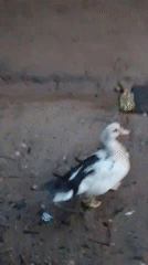 White duck with black markings walks muddy ground in Serti