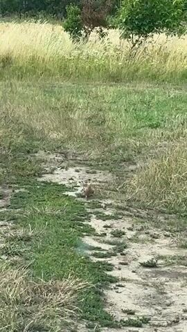 The video shows a brown and white bird foraging on a dirt path lined with grass. The bird is small and appears to be pecking at the ground. The background consists of tall grass and trees. The video is shaky, suggesting it was filmed handheld.