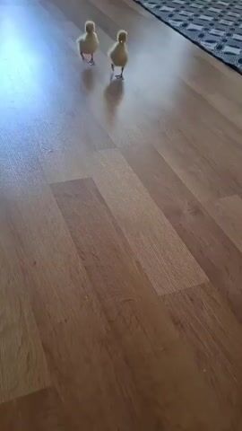 Two fluffy yellow ducklings walk across a light brown wood-grain linoleum floor. The ducklings are side by side, with the duckling on the left slightly ahead of the duckling on the right. Both ducklings are looking forward. The floor has a reflective sheen. In the upper right corner of the frame, a dark and light patterned rug is visible. The lighting suggests an indoor setting with natural light coming from the left. The camera is positioned at a low angle, close to the floor, and is following the ducklings as they move.