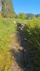 Sunny meadow walk with a husky through pine forest and wildflowers