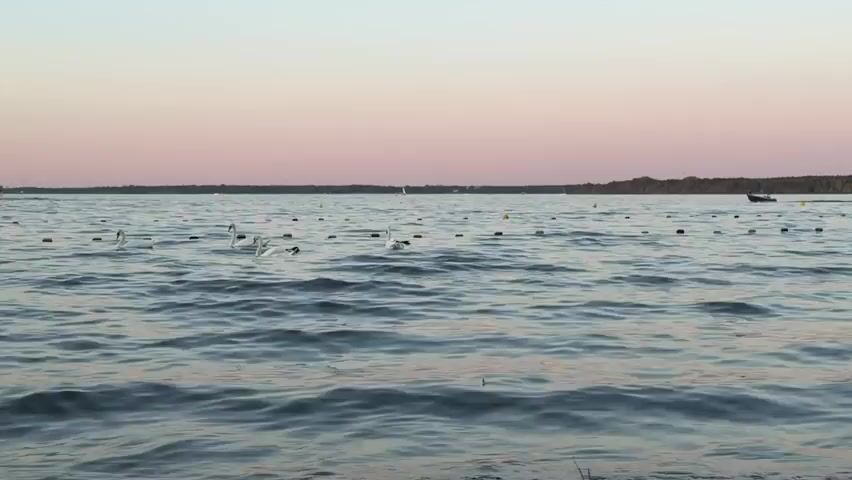 The video shows a wide shot of a body of water, likely a lake or bay, at dusk. The sky transitions from a pale pink near the horizon to a soft blue higher up. Several white swans are visible swimming in the water, appearing to be near the left side of the frame. To the right, a small motorboat is speeding across the water, creating a wake. There are numerous buoys or markers scattered across the water, some red and some yellow, forming a rough line. In the distance, the shoreline is lined with trees, and a few sailboats can be seen on the horizon. The water is slightly choppy, with small waves. The overall atmosphere is peaceful and serene, characteristic of a calm evening by the water.