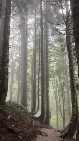A vertical video shows a path winding through a dense forest of tall, slender evergreen trees. The ground is covered with dirt and some scattered leaves and branches, with a steep embankment on the left side of the path. The trees are close together, with their trunks creating a sense of depth and scale. The upper portions of the trees are obscured by a thick, white fog, which diffuses the light and creates a hazy, ethereal atmosphere. The overall impression is one of a quiet, secluded, and slightly mysterious natural environment.