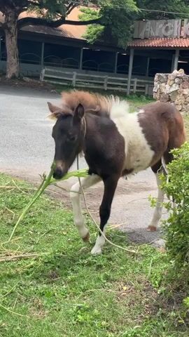 A piebald pony stands on the side of a paved path, eating grass. The pony is dark brown and white, with a brown mane and tail. It is tethered by a rope around its neck, which is also attached to its front leg. The pony is in the process of bending down to eat green grass and stalks. In the background, there is a building with a red roof and a white fence. There are also trees and bushes visible.
