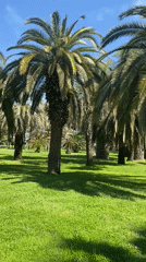 Morning park scenes captured by visitors in Sochi