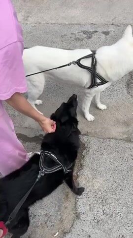 The video shows a person walking two dogs near a light blue building with a dark car parked in front. The first dog, a black lab mix, is getting petted by the person. The second dog, an all-white husky mix, is leashed and wearing a black harness. The camera focuses on the husky mix, which is looking ahead toward two young cows standing in the building's parking area. The dog then runs forward after passing a metal bar on the ground.