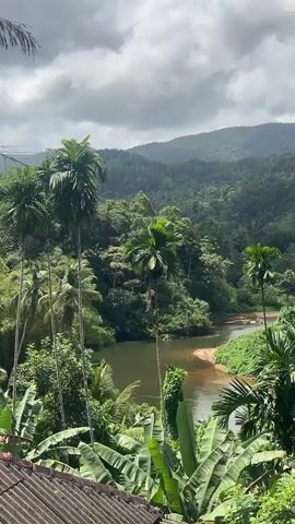 The video shows a lush, green landscape with a winding river. Tall palm trees and banana plants dominate the foreground. In the background, a dense forest covers rolling hills, with a cloudy sky overhead. The river appears calm, with a sandy bank visible on one side. There are no people or animals visible in the frame.