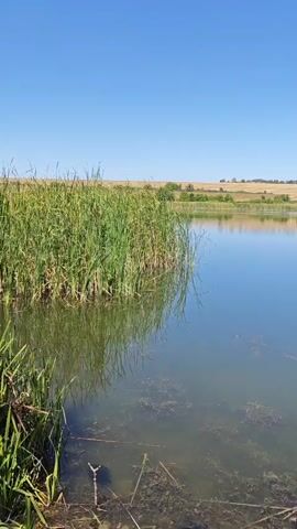 A handheld vertical video shows a peaceful outdoor scene by a body of water. The camera is positioned low, near the waterline, and pans slightly to the right, revealing a calm lake reflecting the bright blue sky. Tall green reeds line the left bank, their reflections shimmering on the water's surface. Beyond the reeds, a golden field stretches across the horizon, dotted with a few trees. In the foreground, submerged vegetation and debris are visible in the shallow, clear water near the bank. A fishing rod, with its tip and line extending into the water, is positioned in the lower right corner of the frame, suggesting someone is fishing. The overall atmosphere is serene and tranquil, evoking a sense of a quiet summer day.