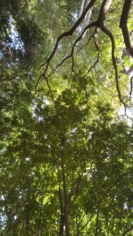 The video captures an upward-looking view through a dense canopy of trees. The sunlight filters through the green leaves, creating a dappled effect. The branches of trees are visible, some thick and gnarled, others thinner. In the upper right of the frame, what appears to be part of a white structure, possibly a pipe or beam, extends horizontally. The scene is dynamic, with the camera angle shifting slightly, giving the impression of gentle movement, perhaps a breeze rustling the leaves. The overall impression is one of being immersed in nature, looking up at the sky through a leafy ceiling.
