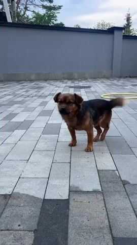 A brown and black dog stands on a paved patio. The dog is facing left at the beginning of the clip and then turns to face the camera. The dog wags its tail and looks at the camera. The background is a grey wall and a fence.