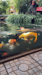 Visitor documents traditional Vietnamese establishment with koi ponds, carvings