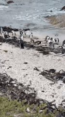 African penguin colony observed at Betty's Bay beaches