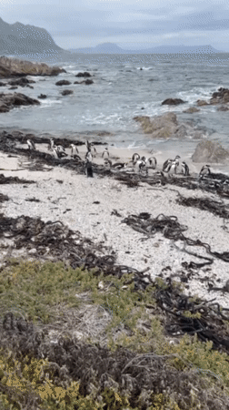 African penguin colony observed at Betty's Bay beaches