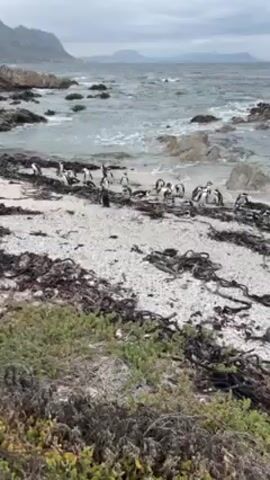 The video shows a group of penguins on a beach. The beach is covered in white pebbles and seaweed. The water is choppy and gray. The sky is overcast. The penguins are black and white, and some are standing while others are lying down.