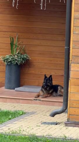 A German Shepherd dog lies on a doormat on a porch. The dog is black and tan. Behind the dog is a wooden wall and a large planter with green plants. To the right of the dog is a black drainpipe. The porch has a tiled floor. In front of the porch is a pathway and grass.