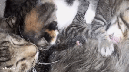 Kittens, roosters, and a snake in a rural Indonesian yard