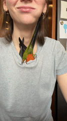 Person shares morning moment with pet sun conure in Khimki
