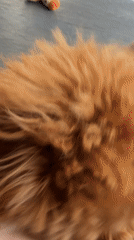 Poodle puppy plays with toys in Marum kitchen