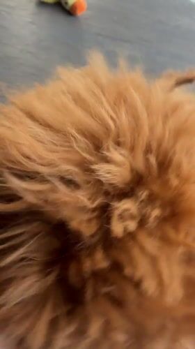Poodle puppy plays with toys in Marum kitchen
