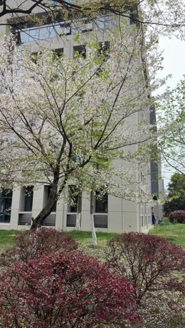 The video shows the exterior of a tall, modern building with light gray or beige siding.  In the foreground, there are trees in bloom, one with white flowers prominently displayed.  There is also a bush with red leaves, grass, and scattered fallen petals on the ground.  A person wearing blue can be seen in the background near the building.  The sky is overcast.