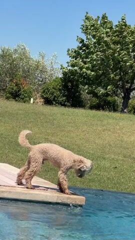 A light brown poodle stands on a wooden deck at the edge of a blue swimming pool. The poodle is bending its head down towards the water. The poodle's tail is curled upwards. The background consists of a grassy hill with green trees. The sky is clear and blue. The video is shot from a slightly elevated angle.