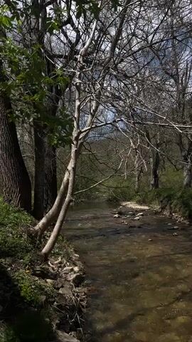 The video depicts a flowing creek in a wooded area on a bright day with patches of blue sky visible. The water is shallow and clear enough to see rocks on the creek bed. Trees line both sides of the creek, some with green leaves while others have bare branches, suggesting it's either early spring or late fall. The camera pans slowly across the scene, showcasing the tree bark and the peaceful setting of the creek flowing through the forest. There is no evidence of people or animals.