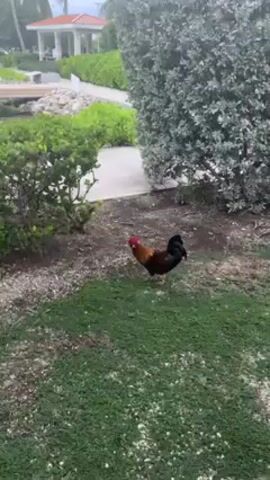 The video shows a rooster walking on a grassy area near a marina. The rooster is brown and black with a red comb. In the background, there are several boats docked in the marina, as well as a white gazebo-like structure and some palm trees. The sky is overcast.