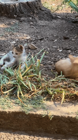 Kittens and cats lounging around two Bulgarian villages